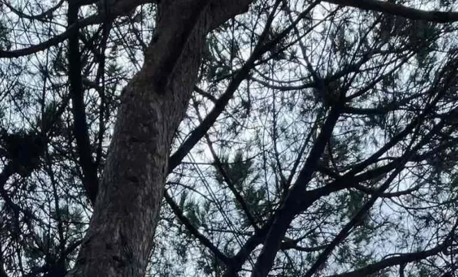 Élagage et abattage maîtrisés, Hyères, QR Paysage