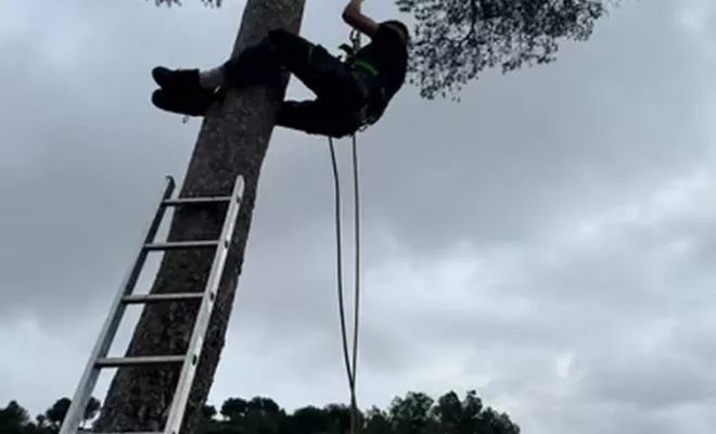 Élagage et abattage maîtrisés, Hyères, QR Paysage